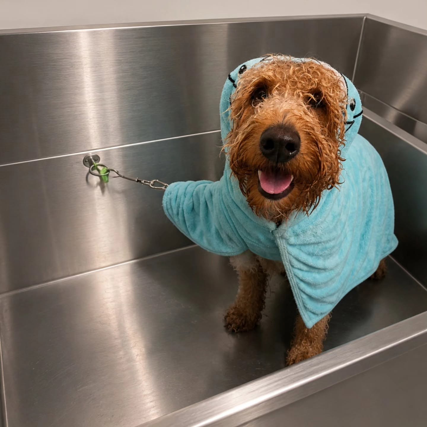 Dog wrapped after bath time at Tailored Loving Care